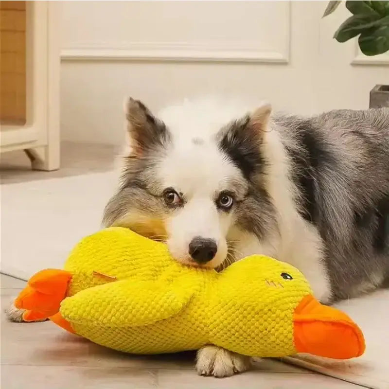 Border Collie dog resting its head on a bright yellow plush duck toy.