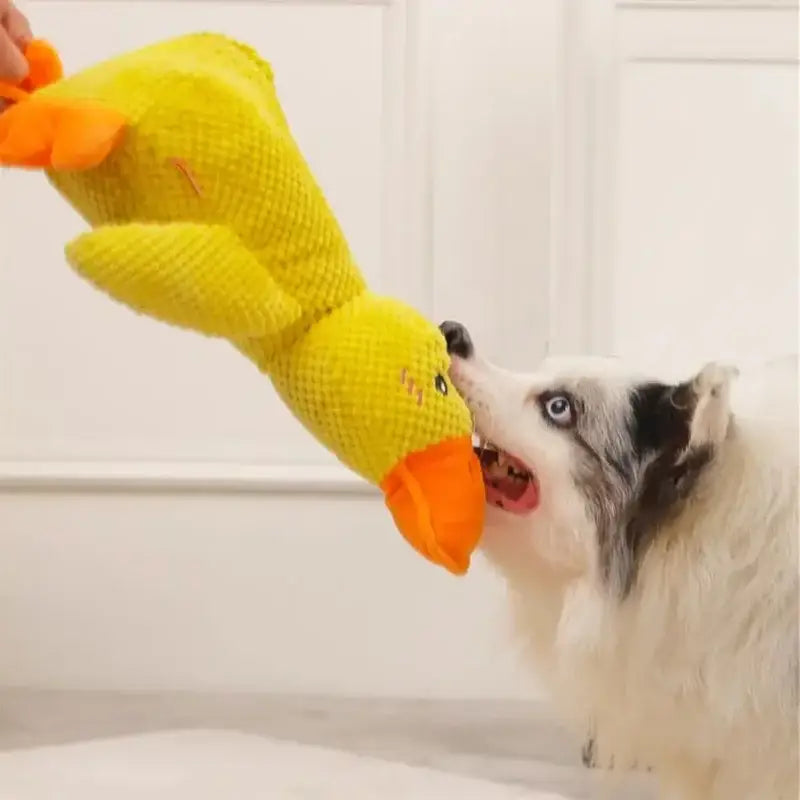 Yellow plush duck toy being held near a dog’s mouth.