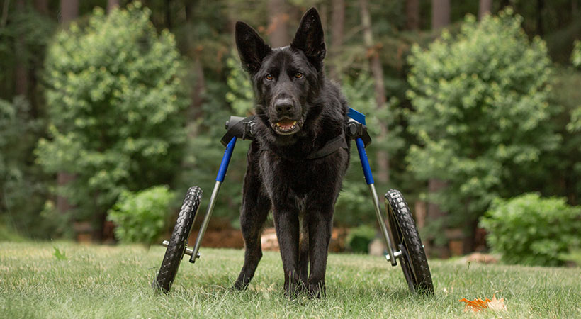 The Importance of Exercise for Dogs with Mobility Challenges