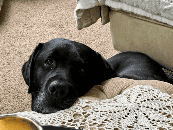 Help for Geriatric (Senior) Labs: From Senior back to puppy again!!!