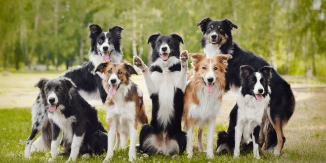 25 Dogs with Curly Tails: The Complete List (2024)